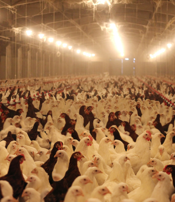 chickens in a containment building 