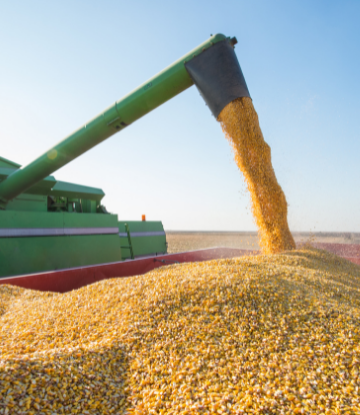 corn being shelled in the field 