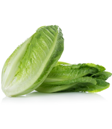 Romaine Lettuce 