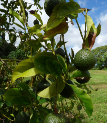 Avocado tree 