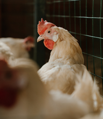 chickens in a pen 