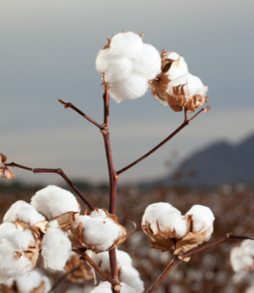 cotton in the field 