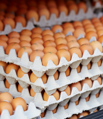 Fresh eggs in flat pallet cartons 