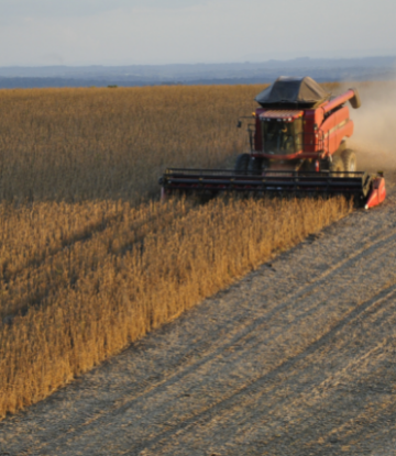 bean field at harvest 