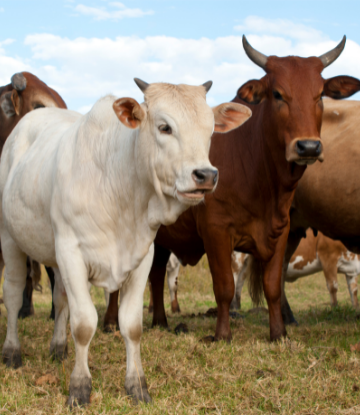 Live cattle in the field 