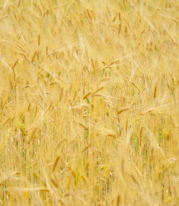 field of wheat 