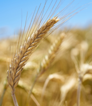 wheat field 