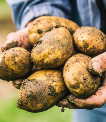 fresh potatoes dug from the field 
