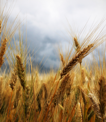 Field of wheat 