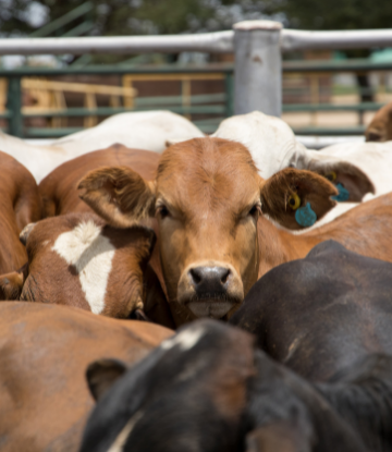 cattle on a feed lot 