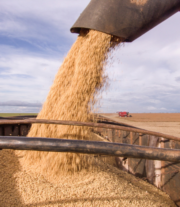 soybeans being harvested