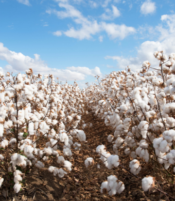 Image of a cotton field 