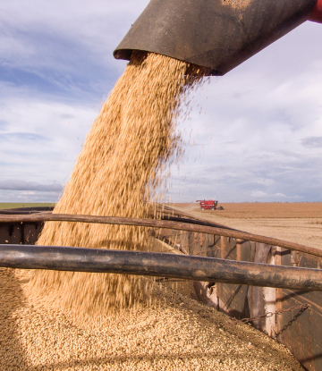 Wheat being harvested 