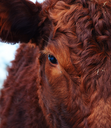 A live cow, close up