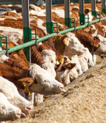 Cattle on a feedlot 