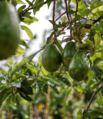 Avocados on the tree