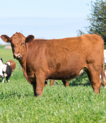 Cow on a farm