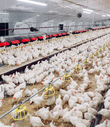 live chickens 