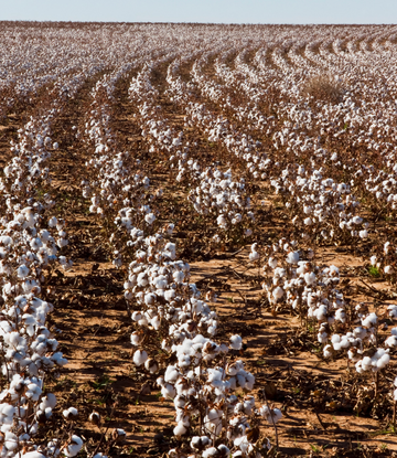 cotton field 