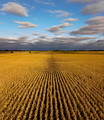 field of corn 