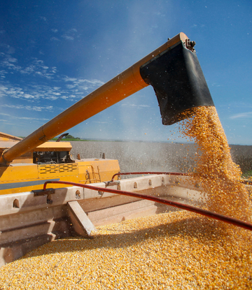 Corn being shelled in the field 