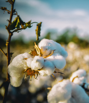 Cotton field 