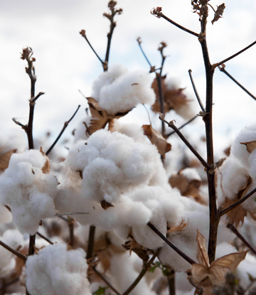 cotton in the field 