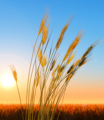 Wheat in the field at sunset 