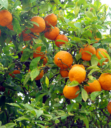 oranges on the tree