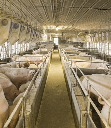 hogs in a containment barn 