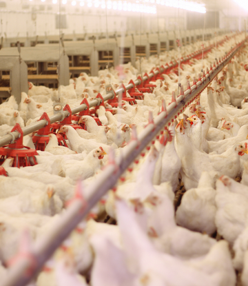 Chickens in a containment barn 