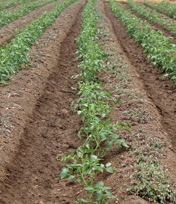 a field of tomato plants 