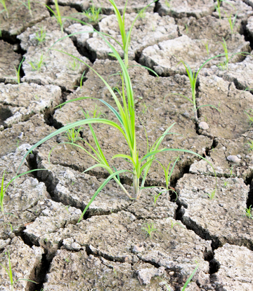 dry, parched farm land 