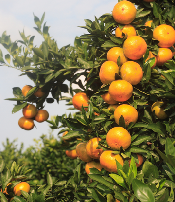 oranges on the tree