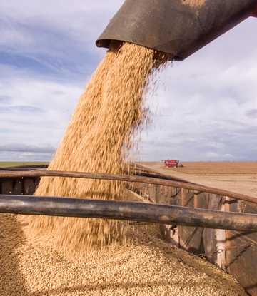 Soybeans at harvesting 