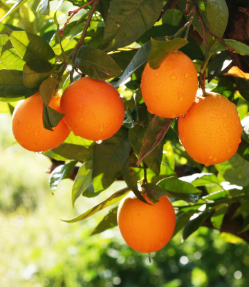 oranges on the tree