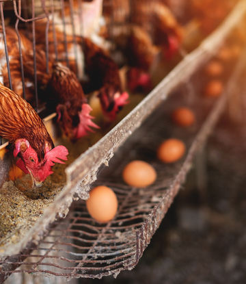 Chickens in a containment barn