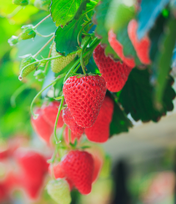 Fresh Strawberries 