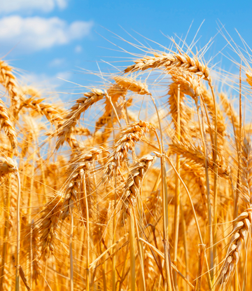 wheat field with a blue sky 