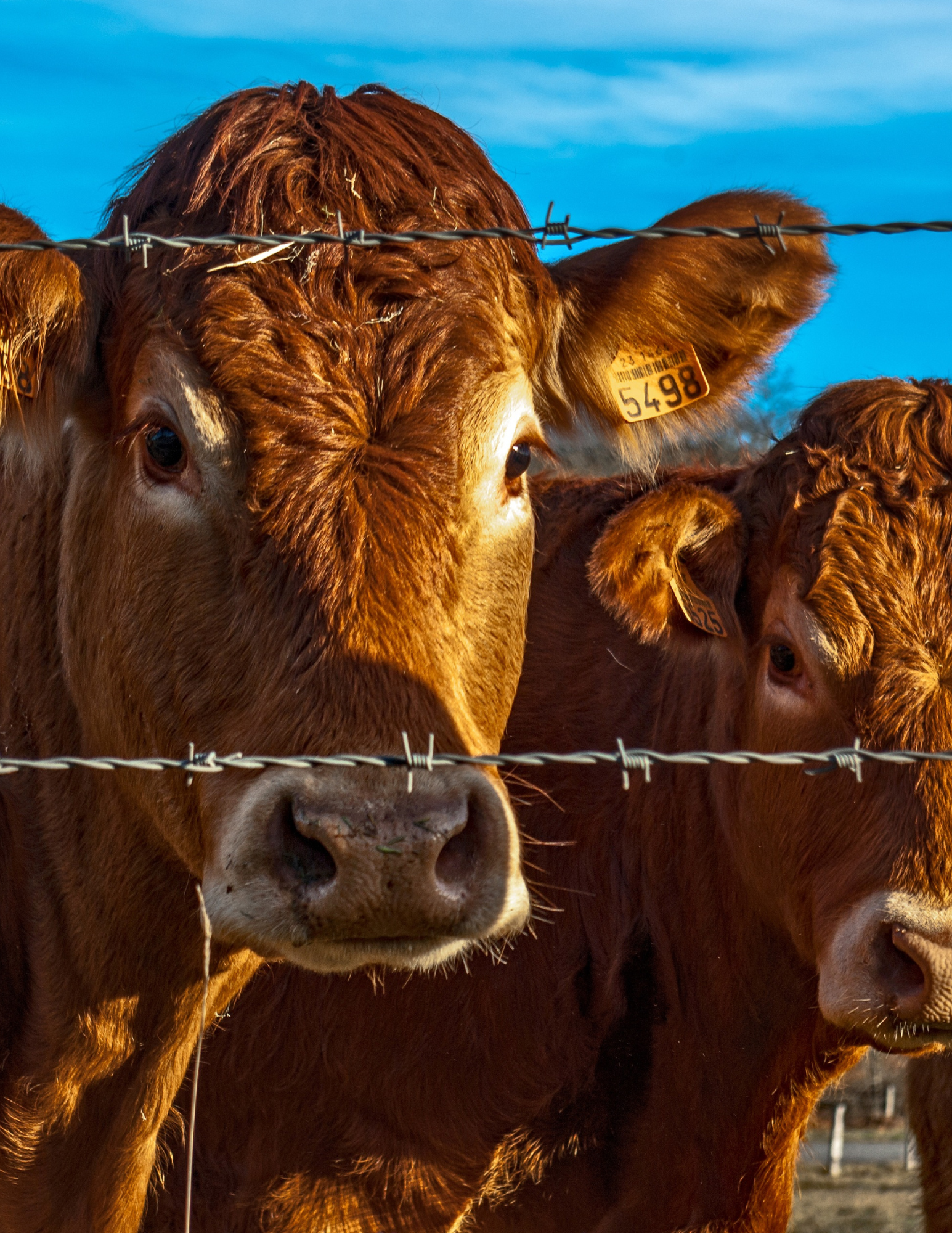 beef cow close up