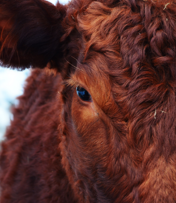 closeup of a beef cow