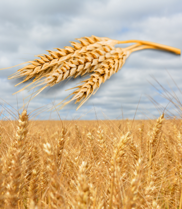 Wheat and wheat field