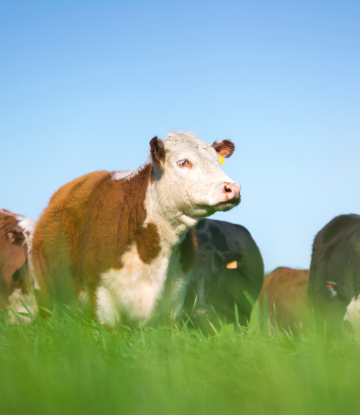 Beef cattle in the field