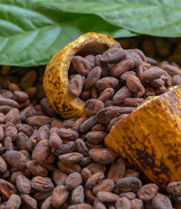 Cocoa beans