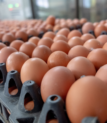 fresh brown eggs on a pallet