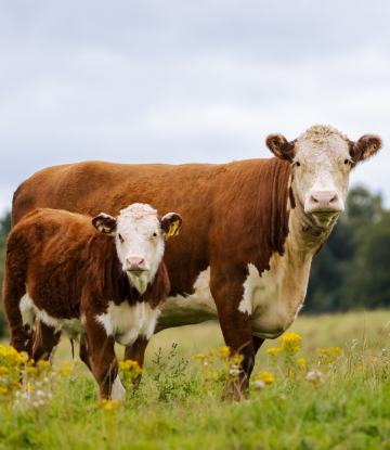 Beef cattle in the field 