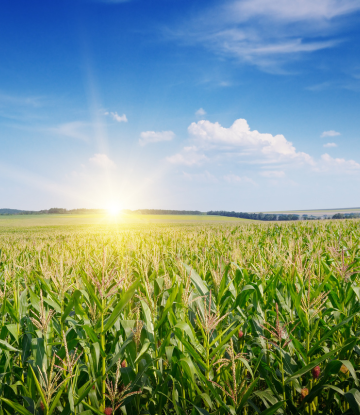 corn field 