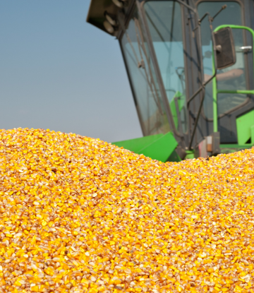 Corn being harvested 