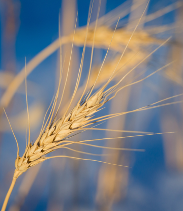 wheat in the field 