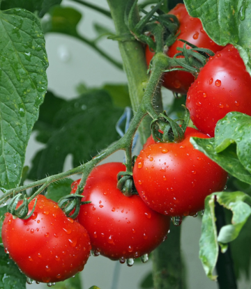 tomatoes on the vine